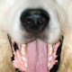 Proactive Dental Care
