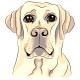 Heartworm Testing