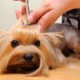 Pet injection Pet injection