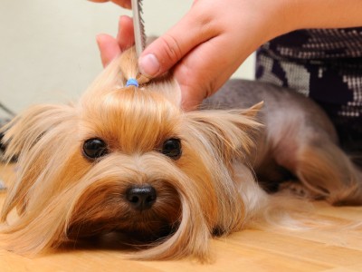 Pet injection Pet injection