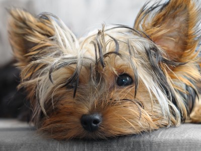 A Dog A Dog