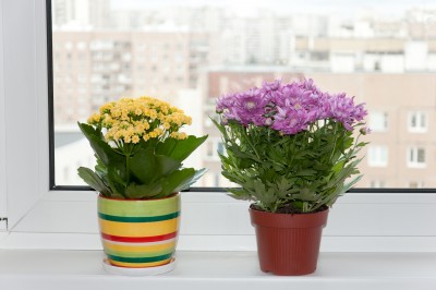 Indoor plants