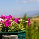 Fresh flowers