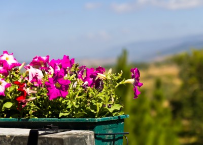 Fresh flowers