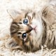 A kitten