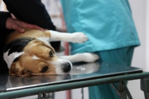 Dog euthanasia