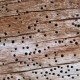 Fighting Termites